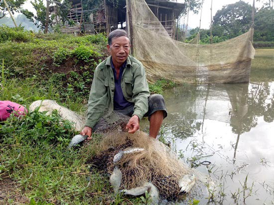 Thu 200 triệu/ tháng với cá rô phi đơn tính